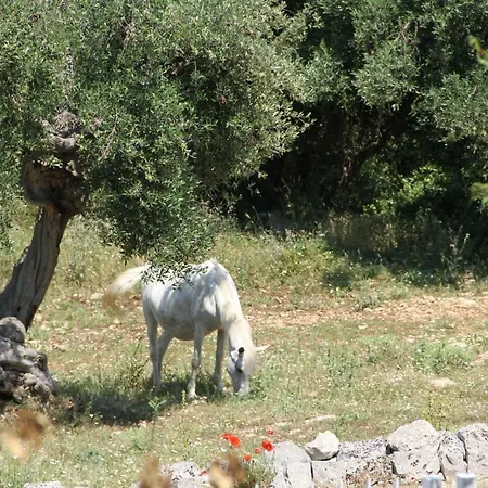 Orizzonte * كونفيرسانو